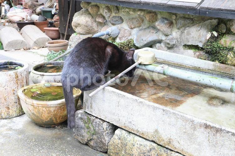 水分補給をする猫 猫,黒猫,水の写真素材