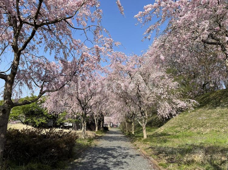 桜並木６ 春,風景,自然の写真素材