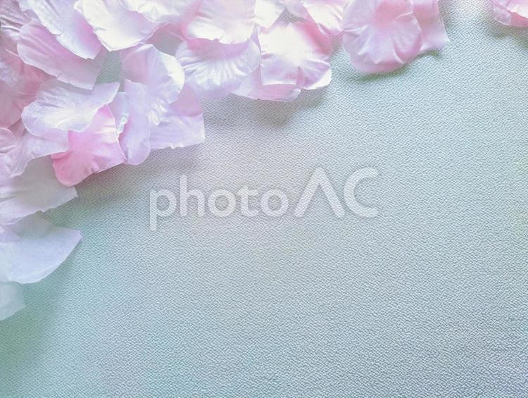 テクスチャ（桜）桜の花びら テクスチャ,春,桜の写真素材