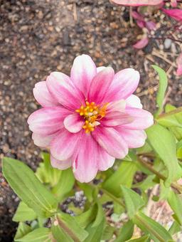 ジニアの花 14 ジニアの花 14 ジニア,ピンク,八重咲きの写真素材