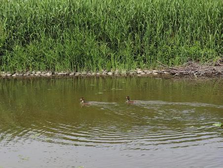 水鳥 水鳥の写真