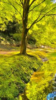 緑の散歩道 緑の散歩道の写真