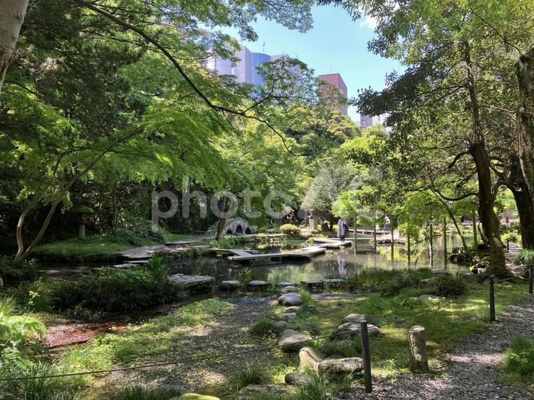 池と木々（金沢） 池,木,緑の写真素材