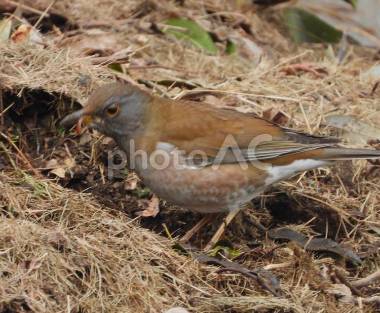 獲ったぞぉ、シロハラの食事 鳥,野鳥,自然の写真素材