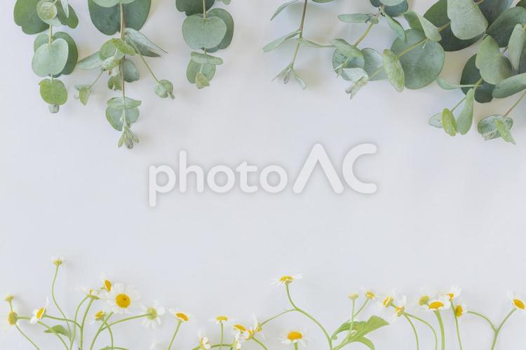 マトリカリアとユーカリの葉の背景 ユーカリ,マトリカリア,花の写真素材