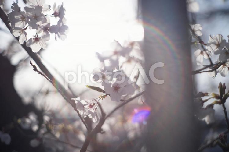 ゴーストとフレアのノスタルジックな桜 桜,さくら,オールドレンズの写真素材