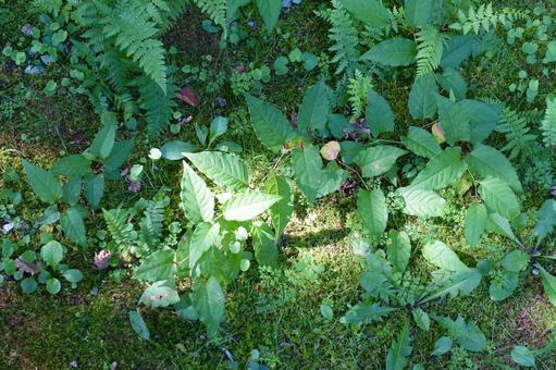 庭の草に落ちる夏の木漏れ日 庭の草に落ちる夏の木漏れ日 葉,羊歯,地面の写真素材