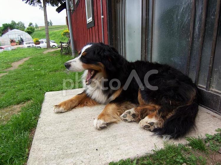 ペット　あくびしている犬 犬,ペット,哺乳類の写真素材