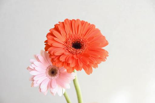 二色のガーベラ 二色のガーベラの写真