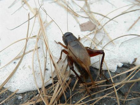 【昆虫写真】エンマコオロギ エンマコオロギ,閻魔蟋蟀,コオロギの写真素材