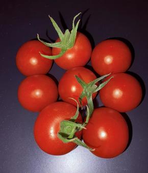 ミニトマト ミニトマト ミニトマト,トマト,赤の写真素材