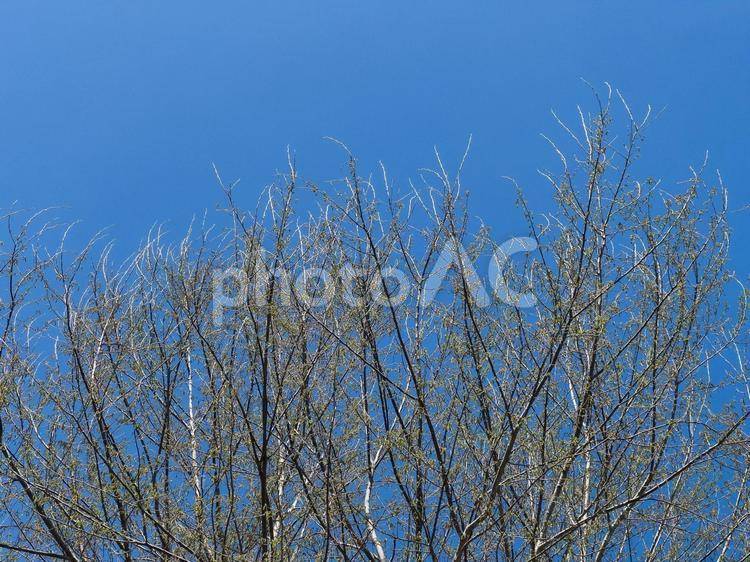 青空に浮かぶ新芽の芽吹き 春,新芽,木の写真素材