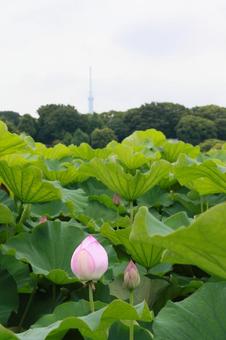 蓮 蓮 ハス,蓮,7月の写真素材