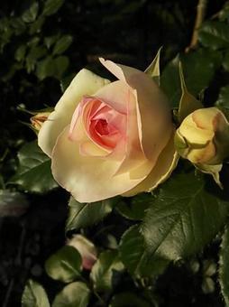 薔薇 薔薇の写真