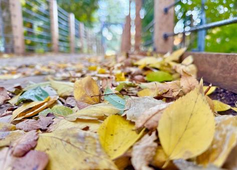 落ち葉と吊り橋の写真