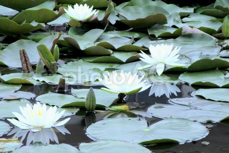 水辺に咲く白い睡蓮 睡蓮,白い,爽やかの写真素材