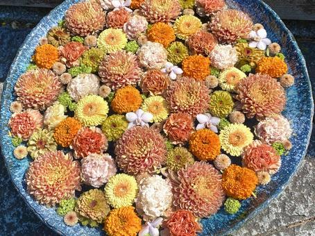 花手水　花アート　花々　手水鉢 花手水,花アート,花々の写真素材