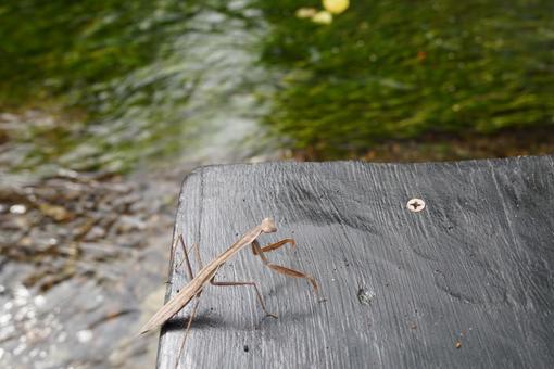水辺で見つけたカマキリ 水辺で見つけたカマキリの写真