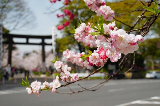 鳥居と花桃 鳥居と花桃の写真