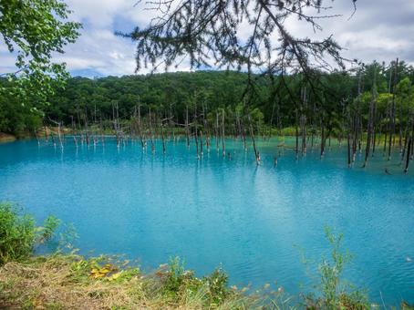 白金青い池 白金青い池 池,北海道,美瑛の写真素材