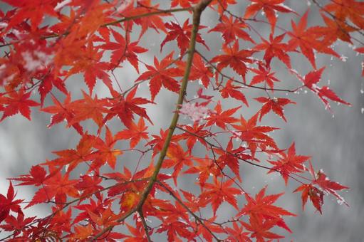 雪の日と紅葉 雪の日と紅葉の写真