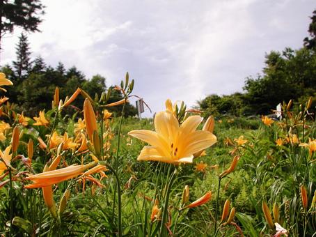 ニッコウキスゲ・ゼンテイカ　咲く風景 ニッコウキスゲ,高山植物,夏の写真素材