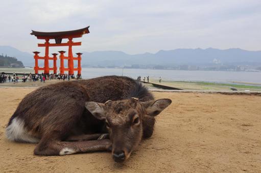 宮島 鹿 宮島 鹿の写真