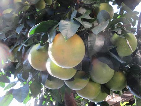 11月のグレープフルーツ  ００２ グレープフルーツ,果物,11月の写真素材