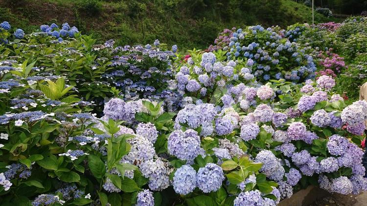 あじさいの風景 紫陽花,梅雨,花の写真素材