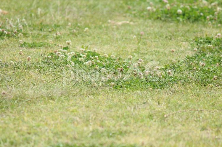 シロツメクサと芝生 シロツメクサ,天然芝,芝生の写真素材