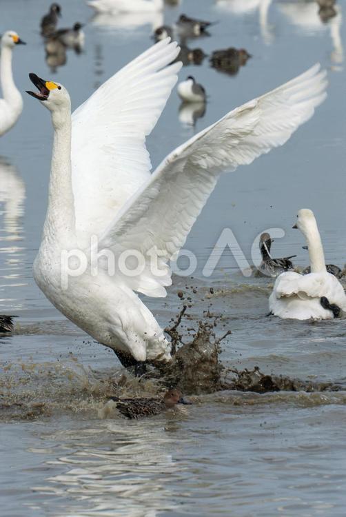 羽を羽ばたかせるコハクチョウ コハクチョウ,カモ科,鳥類の写真素材