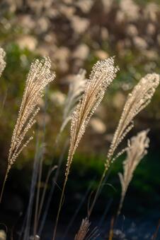 秋のすすき すすき,ススキ,穂の写真素材