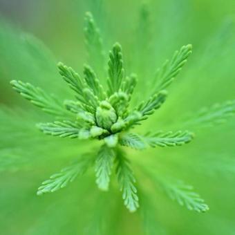 水草 水草の写真