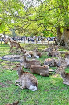 奈良公園の鹿たち 奈良公園の鹿たち 奈良,鹿,シカの写真素材