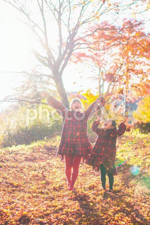 秋の夕暮れと子供達 子供,落ち葉,秋の写真素材
