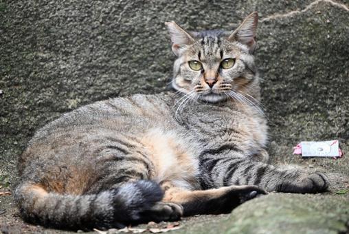 鳥取県網代の猫ちゃん 鳥取県網代の猫ちゃん ねこ,動物,1匹の写真素材