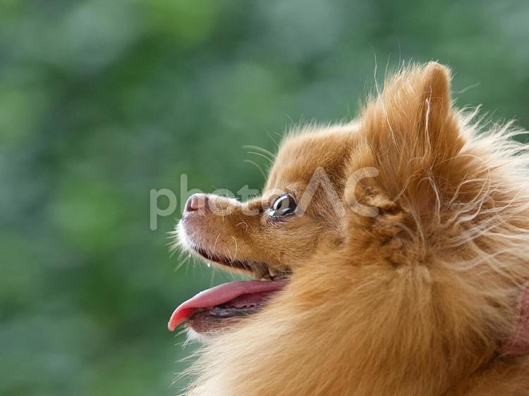 ふわふわポメラニアン 犬,ポメラニアン,ポメの写真素材
