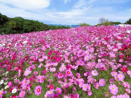 コスモスと青空 コスモス,綺麗,可愛いの写真素材