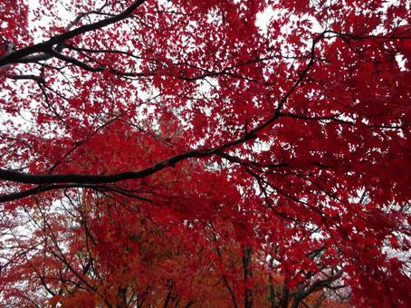 真っ赤な紅葉 真っ赤な紅葉 秋,日本,長野の写真素材