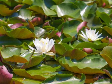 Water lilies, JPG