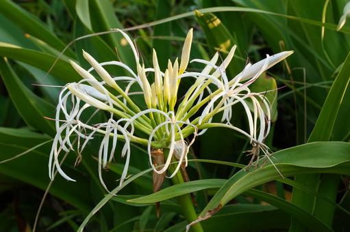 浜木綿の花 浜木綿の花 はまゆう,植物,花の写真素材