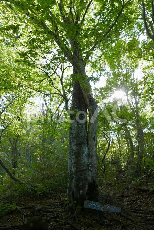 アダムとイブの木 経ヶ岳,アダムとイブ,ブナの写真素材
