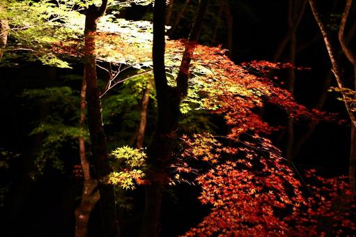 紅葉 紅葉の写真