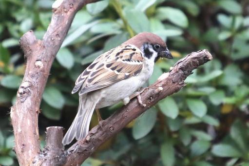 とまり木のスズメの写真