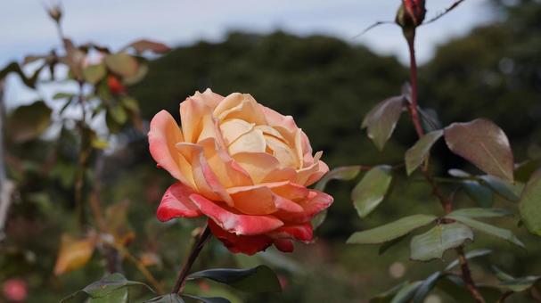 【花の写真】ばらの花（あかぎの輝き） rose,植物,園芸の写真素材