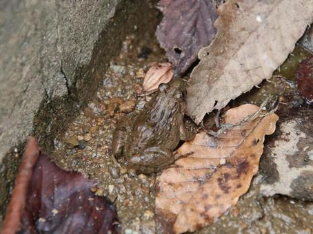 カエル 自然,カエル,かえるの写真素材