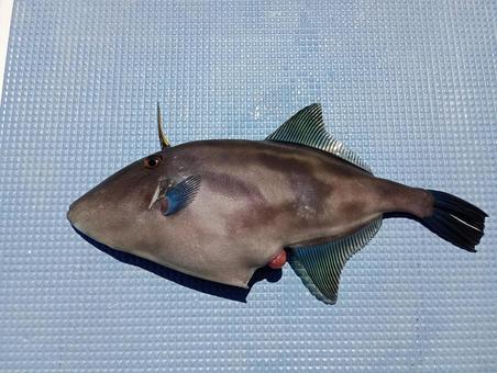 釣ったキビレハギ 釣ったキビレハギの写真
