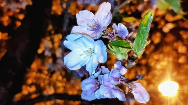 夜桜と外灯の光 夜桜と外灯の光の写真