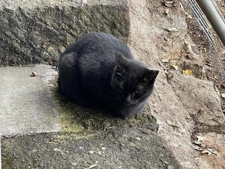 黒猫ちゃん 黒猫ちゃん 猫,地域猫,黒猫の写真素材