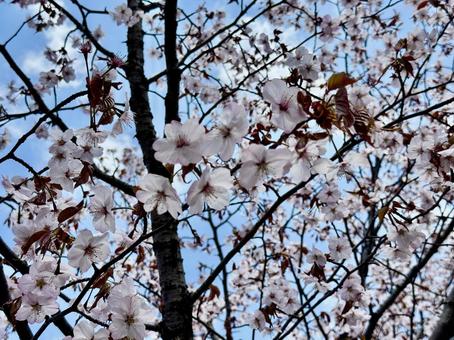 美しいエゾヤマザクラ 桜,花,春の写真素材